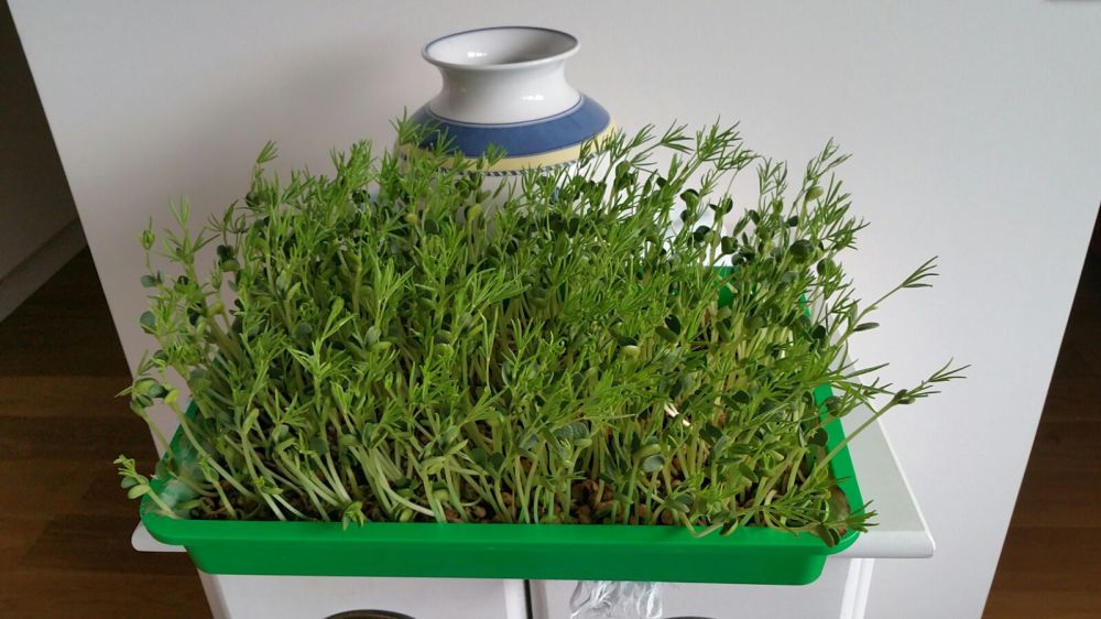 Süßlupinen Mikrogrün.jpg