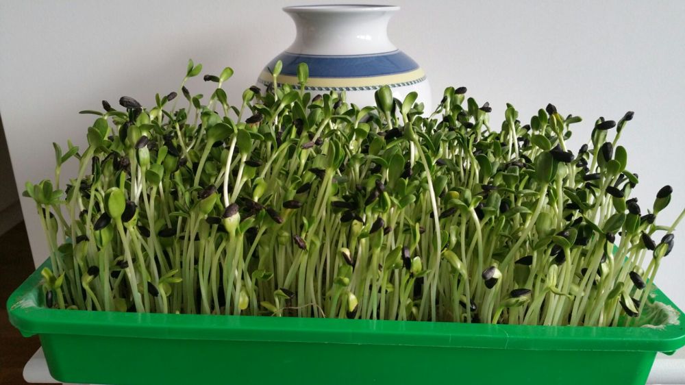 Sonnenblumen Mikrogrün.jpg